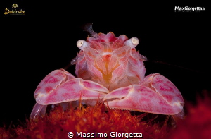 Lysoporcellain crab by Massimo Giorgetta 